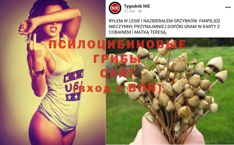 где купить наркоту  Беслан  Галлюциногенные грибы MAGIC MUSHROOMS 